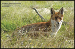 The Fox Decoy Advantage - page 22 Issue 77 (click the pic for an enlarged view)